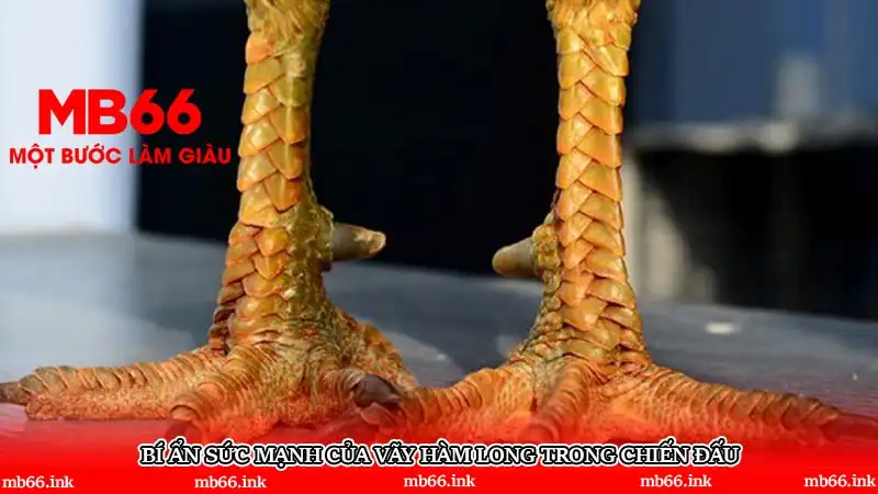 Bí ẩn sức mạnh của vãy hàm long trong chiến đấu