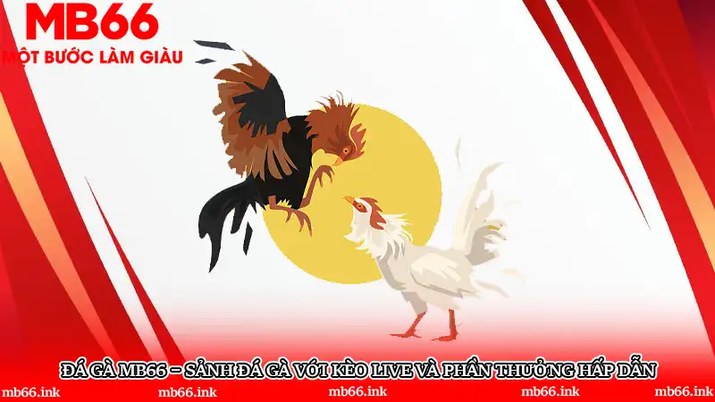 Đá gà MB66 – Sảnh đá gà với kèo live và phần thưởng hấp dẫn
