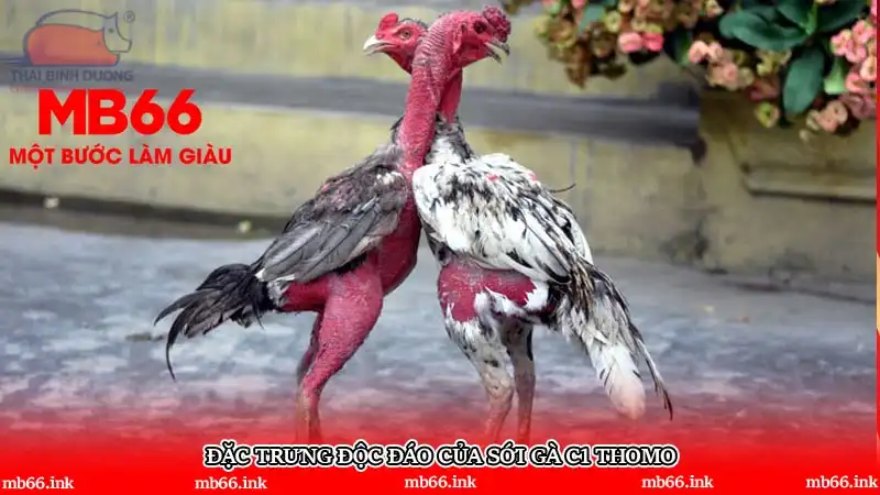 Đặc trưng độc đáo của sới gà C1 Thomo