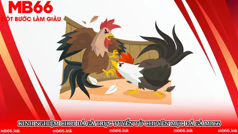 Kinh nghiệm chơi đá gà trực tuyến từ chuyên mục Đá gà MB66