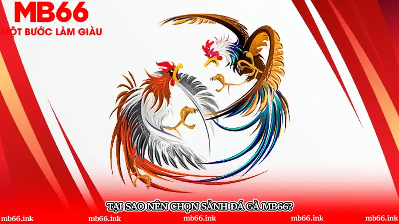 Tại sao nên chọn sảnh đá gà MB66?