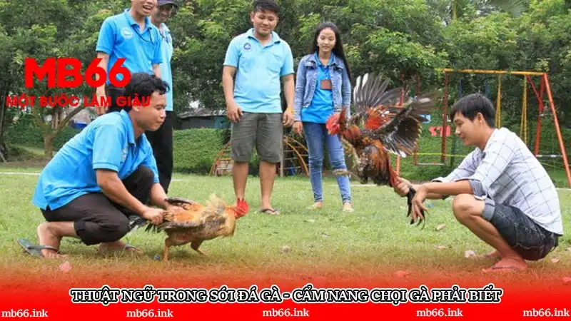 Thuật ngữ trong sới đá gà - Cẩm nang chọi gà phải biết