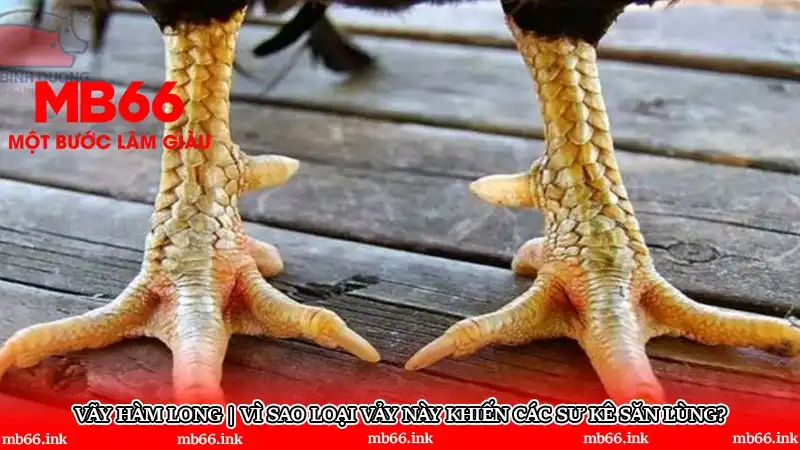 Vãy hàm long | Vì sao loại vảy này khiến các sư kê săn lùng?
