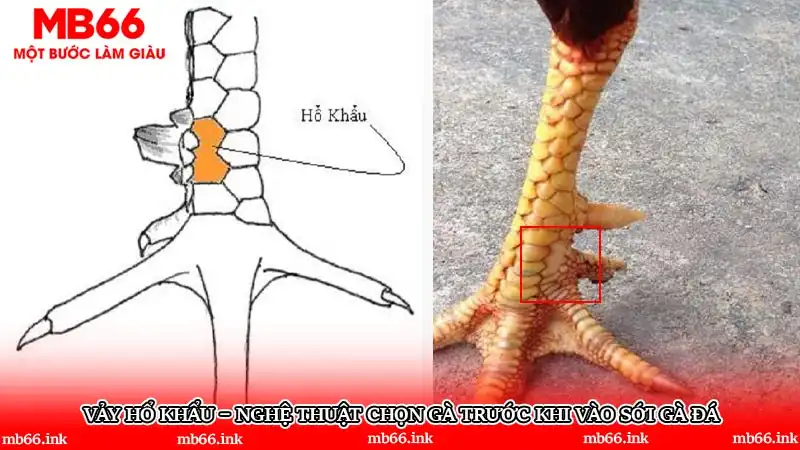 Vảy Hổ Khẩu – Nghệ thuật chọn gà trước khi vào sới gà đá